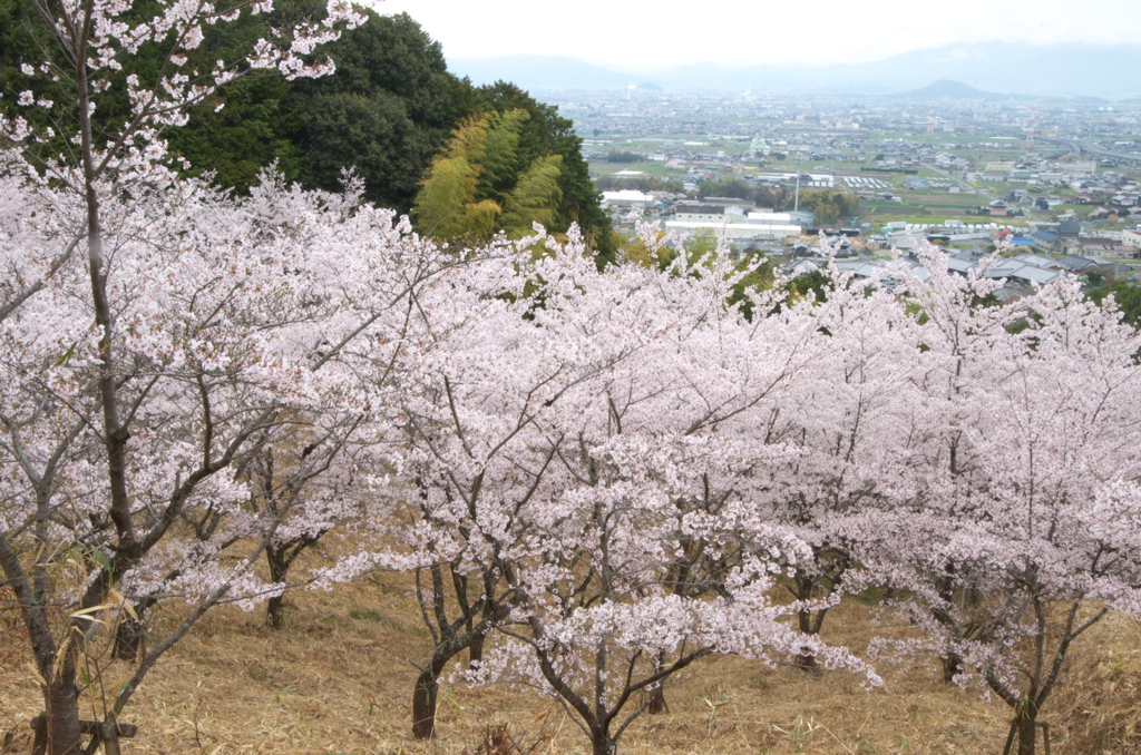 2022年の桜4