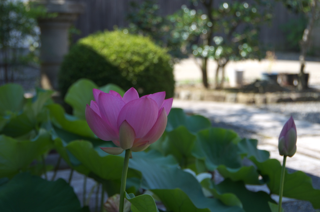 當山徳雲寺 蓮３