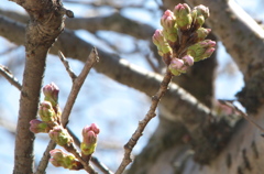 桜つぼみ３