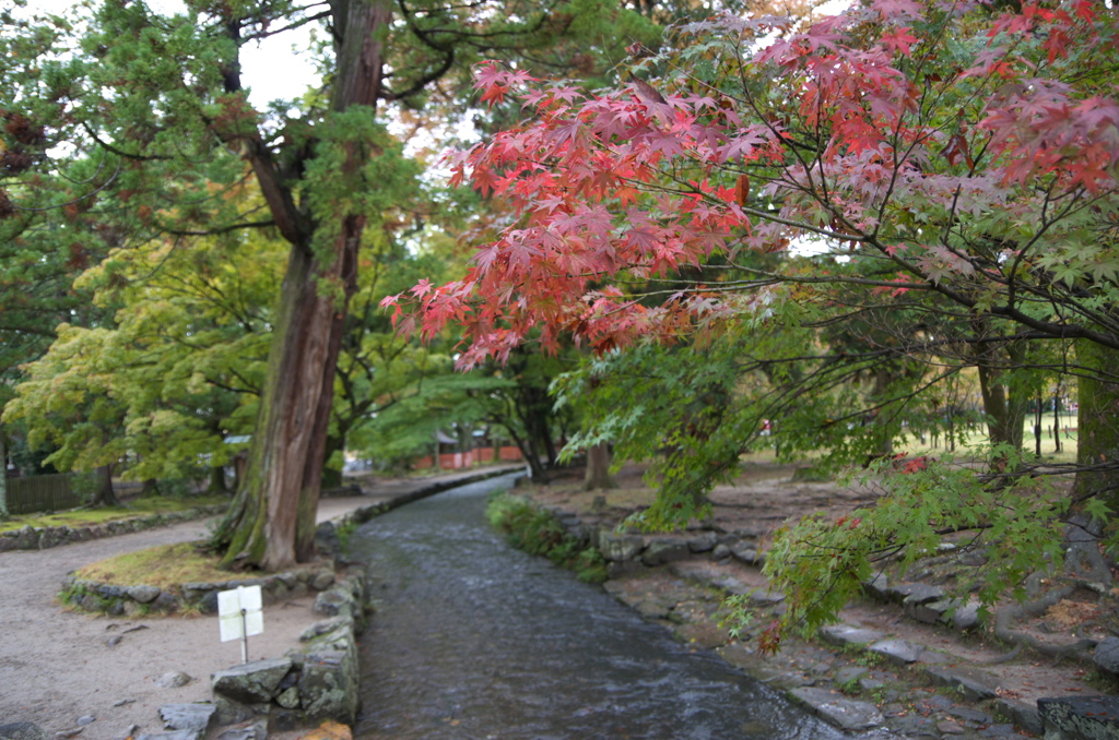 上賀茂神社１