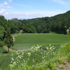 一本杉の風景