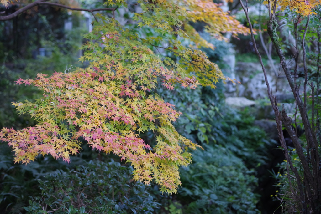 九品寺の紅葉