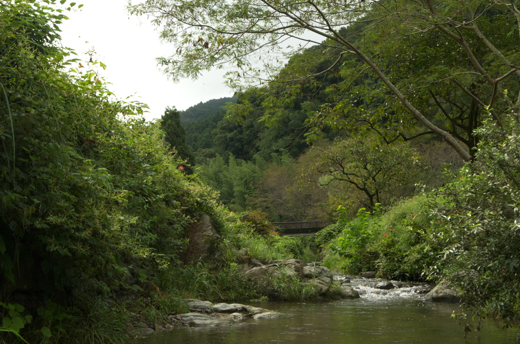 飛鳥川の飛び石３