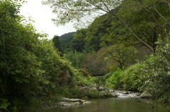 飛鳥川の飛び石３