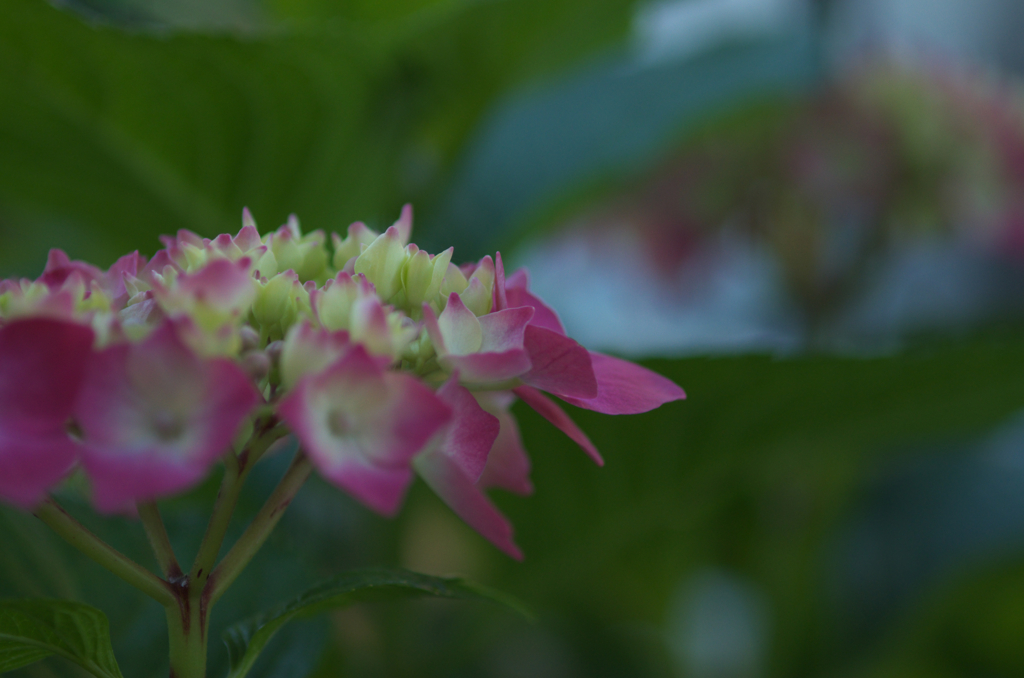 今年のあじさい１