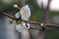 桜　です。