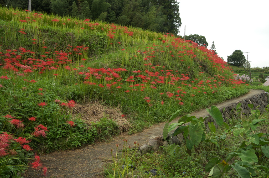 飛鳥川の飛び石１