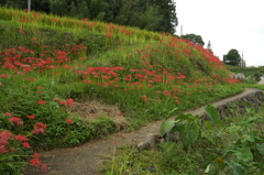 飛鳥川の飛び石１