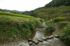 飛鳥川の飛び石２