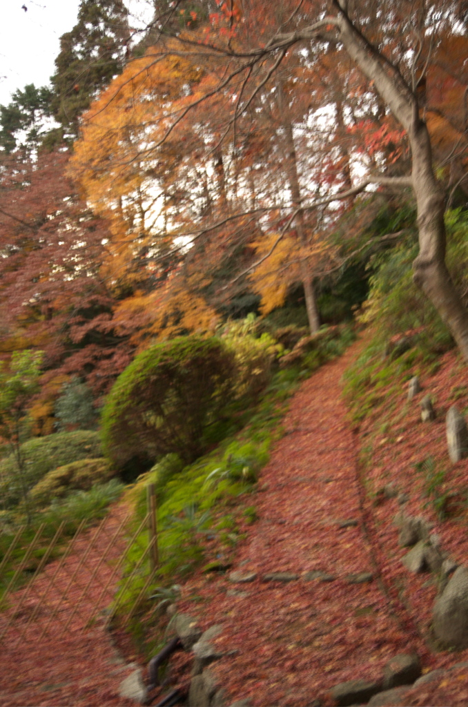 九品寺紅葉