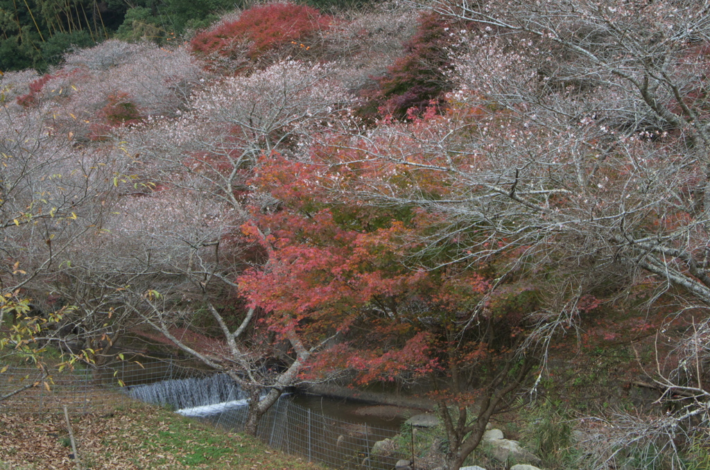 四季桜６