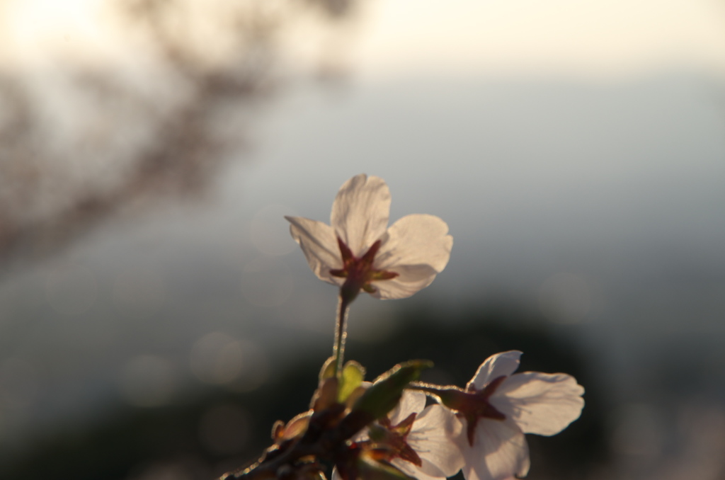 2019年の桜　７