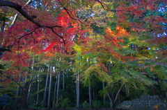 九品寺　紅葉　2018