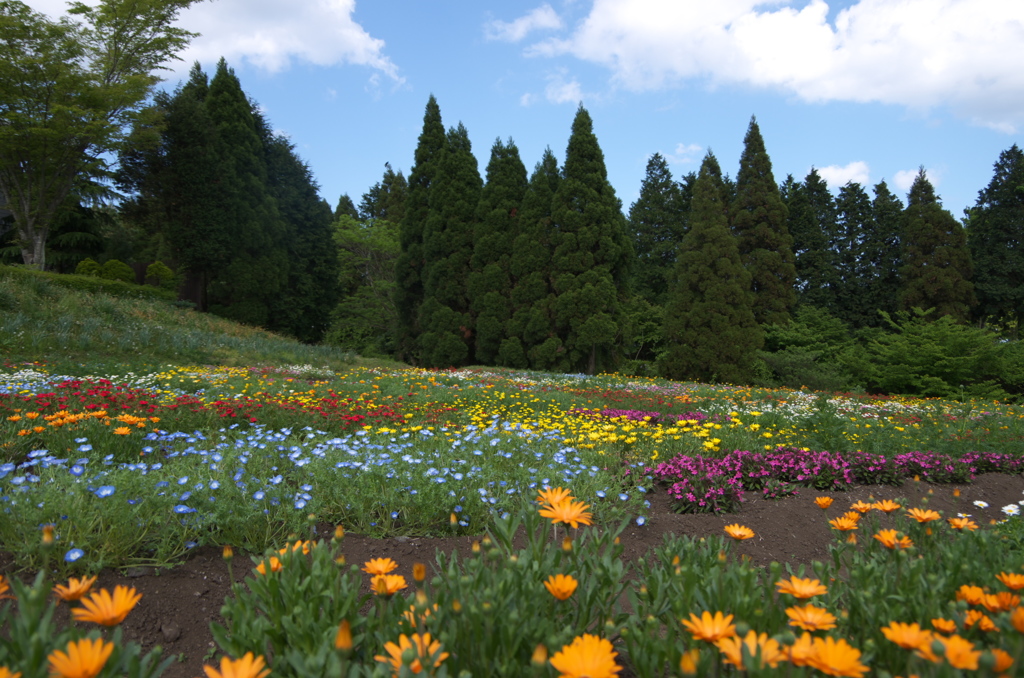 くじゅう花公園