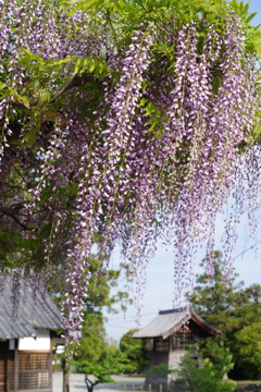 當麻寺の藤