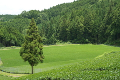 一本杉の風景