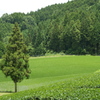 一本杉の風景