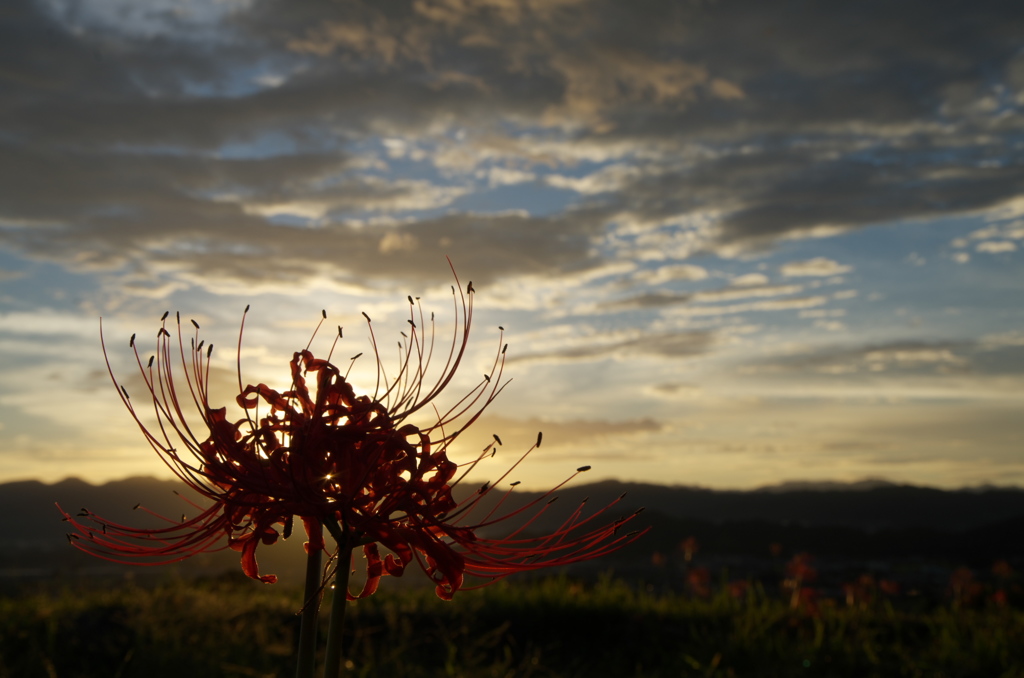 九品寺彼岸花６