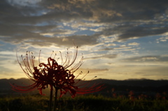九品寺彼岸花６