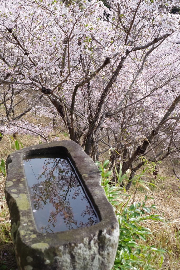 2024年の桜