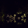 嵐山花灯路５