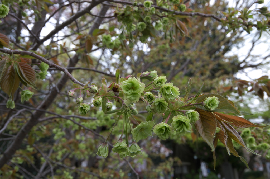 千本釈迦堂御衣黄桜