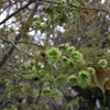 千本釈迦堂御衣黄桜