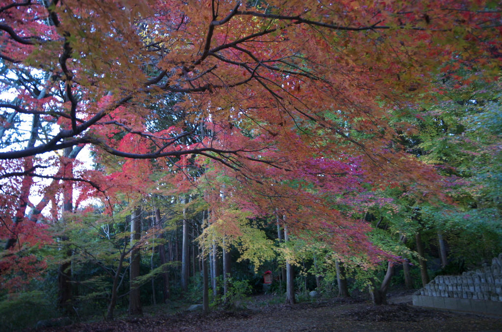 九品寺　紅葉　2018