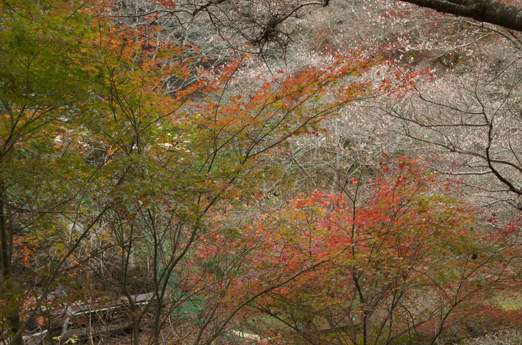 四季桜３