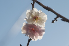 今年の四季桜