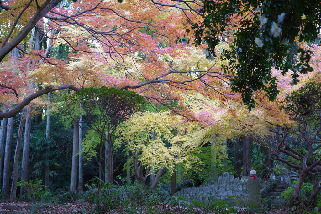 お地蔵様がご覧の紅葉