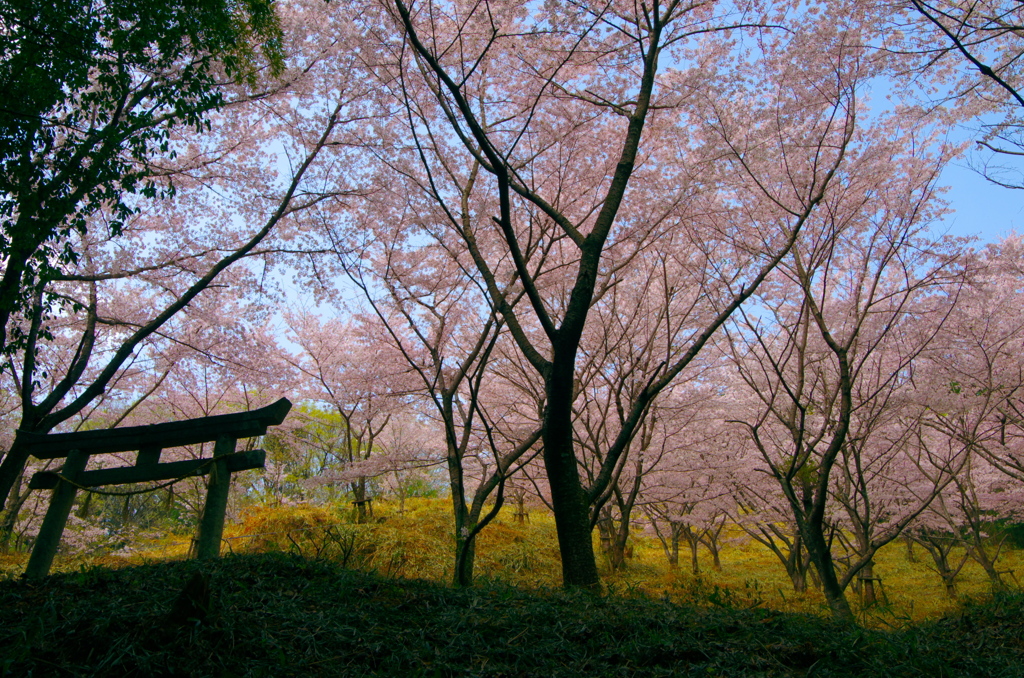 2018年今年の桜