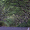 朝の散歩道１