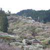 賀名生梅林１０