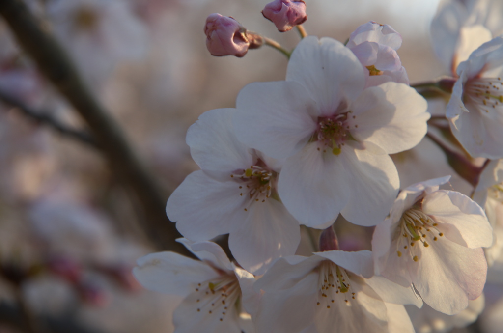 2019年の桜　５