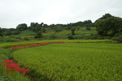 明日香村稲淵１