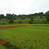 明日香村稲淵１