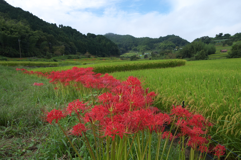 明日香村稲淵４