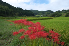 明日香村稲淵４