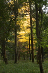 橿原神宮の森