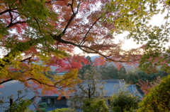 九品寺　紅葉　2018