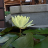 當山徳雲寺 蓮７