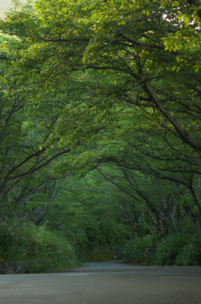 毎朝の散歩道１