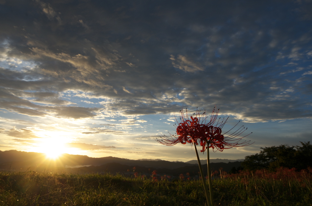 九品寺彼岸花７
