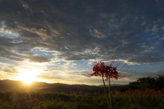 九品寺彼岸花７