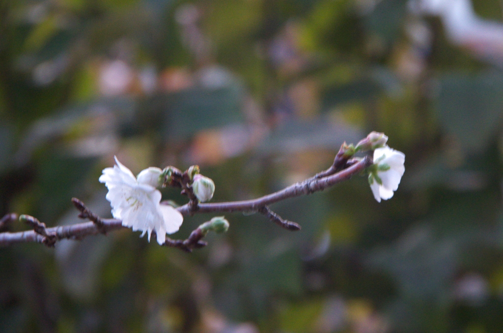 四季桜2019