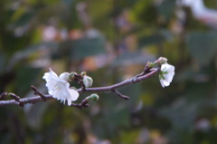 四季桜2019