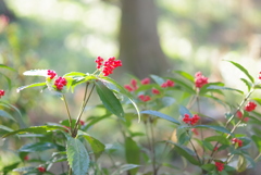 高天山草園４