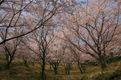 2018年今年の桜