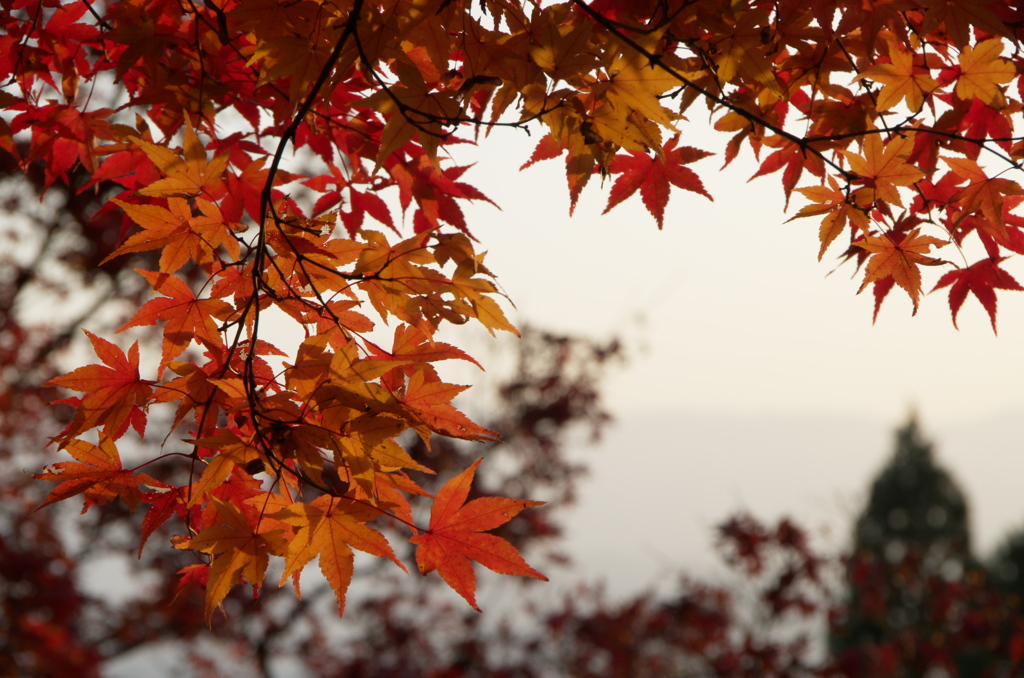 九品寺　紅葉１